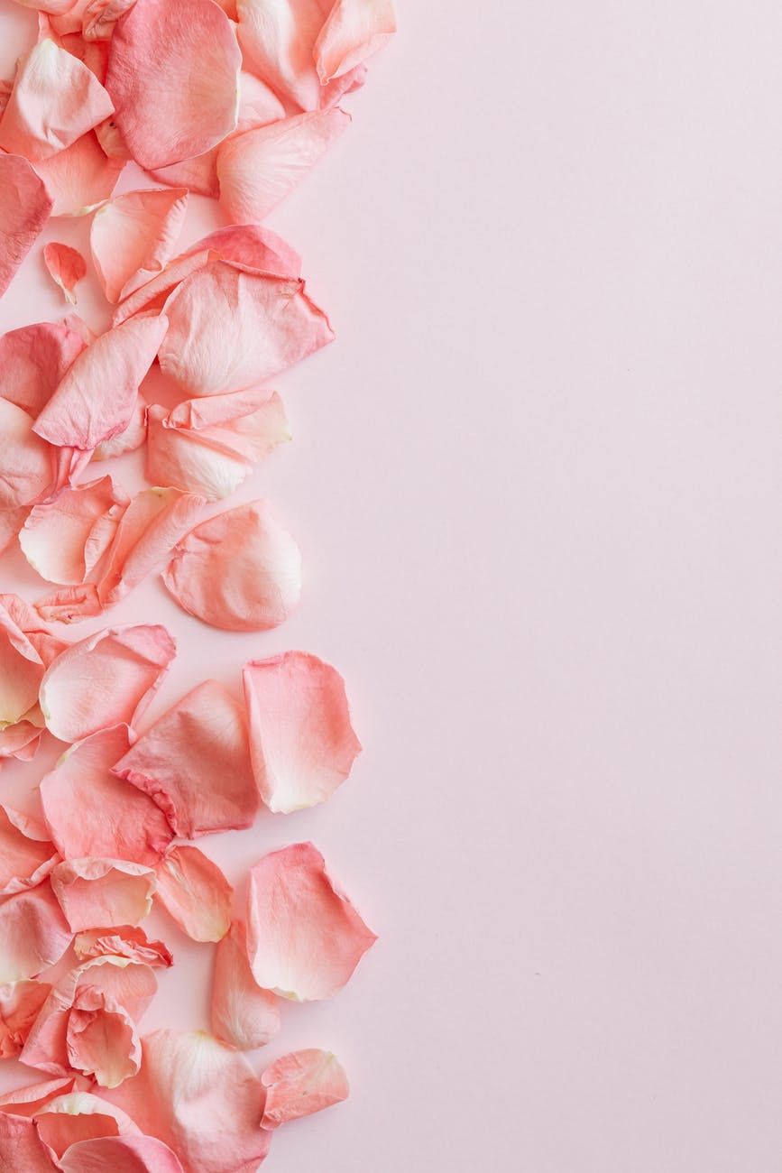 bunch of pink rose petals on pink surface